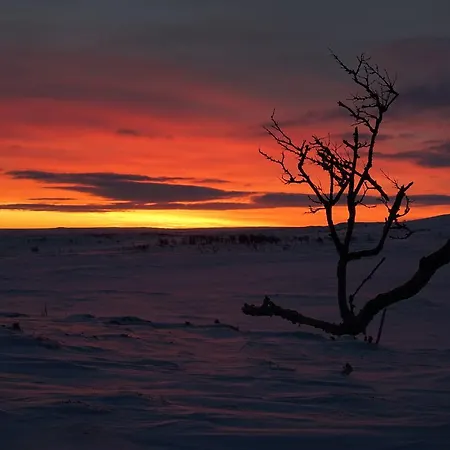 Alpehytte Arctic Aurora Borealis *