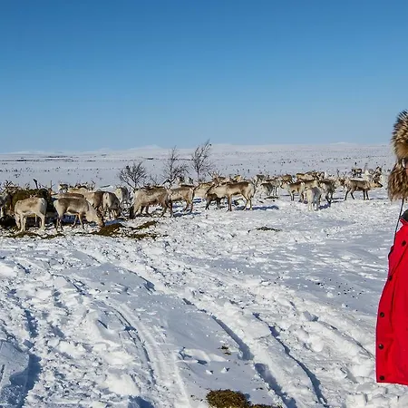 Arctic Aurora Borealis Alpehytte