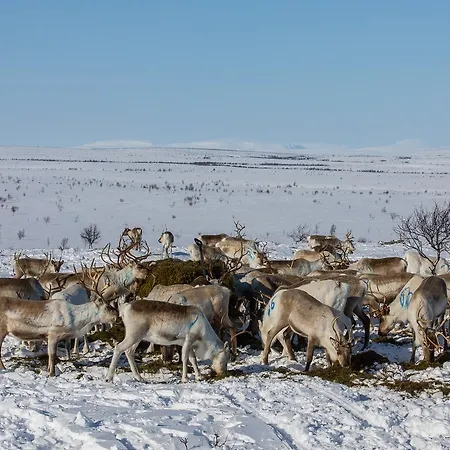 Arctic Aurora Borealis Chalet