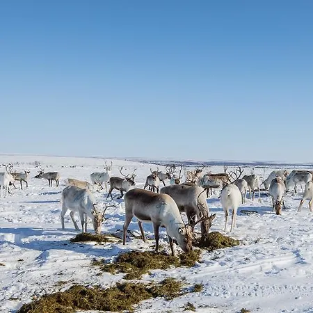Arctic Aurora Borealis Alpehytte *