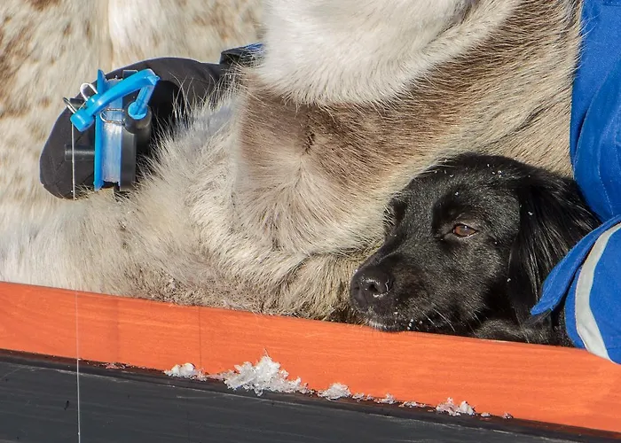 Arctic Aurora Borealis Nuorgam