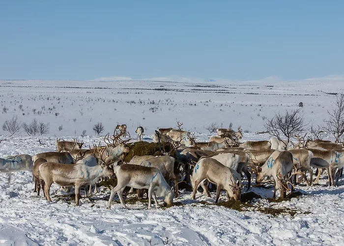 Arctic Aurora Borealis 샬레