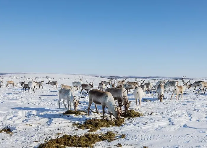 Arctic Aurora Borealis Chalet *